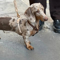 ￼ One of the best collar and leashes out there.